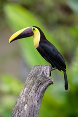 Naklejka premium toucan on a branch