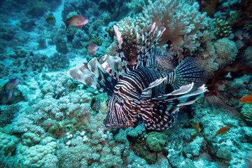 Naklejka na ściany i meble Pterois volitans ( lion fish ) - dangerous resident of the Red Sea.