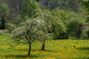 Blooming apple trees on a meadow in spring