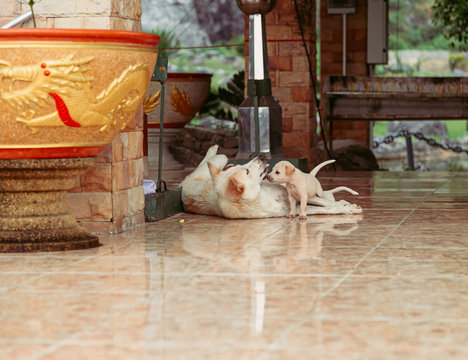 tender relationship of mother dog and her puppy in the thailand buddhist temple