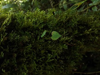 heart shaped leaf over moss