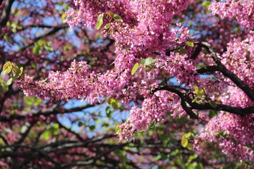 Spring Pink Trees