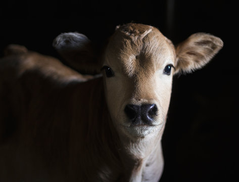 chestnut calf in a stable looking quietly into the chamber. Bos taurus