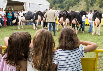 girls watch intently at a cattle fair contest
