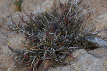 Steinpfllanze im Fr&uuml;hling in Andalusien