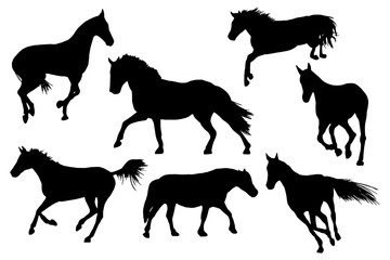 Adult race horses silhouettes on white background