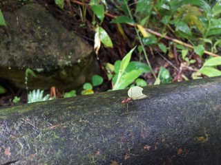 ant carrying a leaf on a log