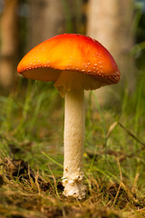 mushroom in forest