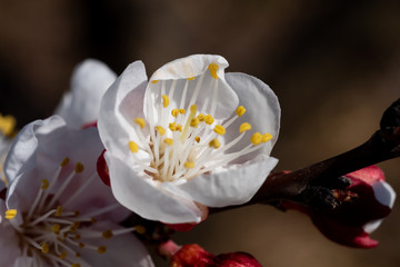 white flower in a bowl, apricot