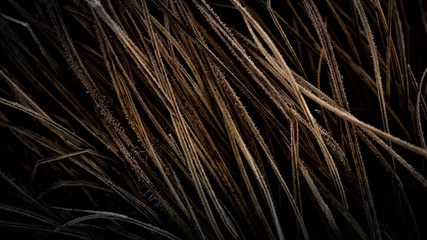 Abstract background with frozen grass