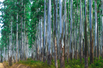 Eucalyptus Forest Plantation