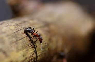 ant on leaf