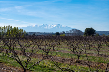 Fototapeta na wymiar vineyard in southern france, Canigou