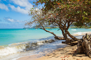 wave crashing the shore at on a popular vacation beach with almond tree, Vigie Beach Saint Lucia