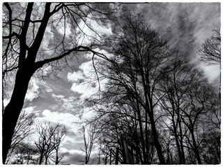 bare trees against blue cloudy evening sky in early spring in black and white