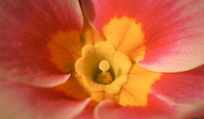 Macro close up on center of a flower