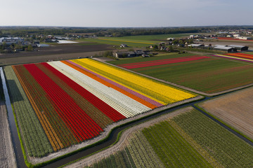 Aerial view of Tulip field in the geometric  environment showing beautiful colors in the spring, The Netherlands. 