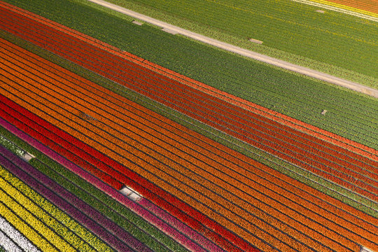 Aerial view of Tulip field in the geometric  environment showing beautiful colors in the spring, The Netherlands. 