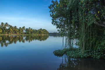 A shot of Alleppey waters and horizon with a tree and its vines