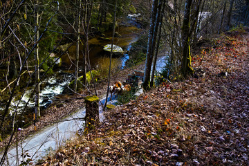 autumn in the forest
