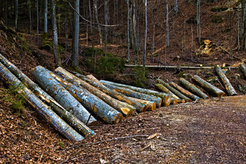 pile of logs in the forest