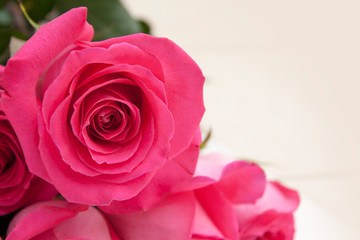 Close-up pink rose with copy space on a light background. Blank for congratulations