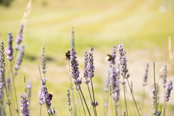  Bees in Lavender