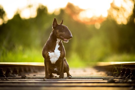 Bullterrier atigrado