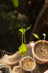 A pepper plant growing new leaves as a a large leaf is dying