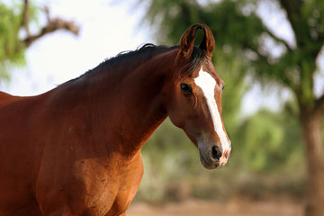 portrait of a marwari horse