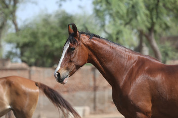 Obraz premium portrait of a marwari horse