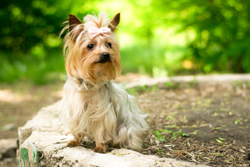 yorkshire terrier in the garden, park