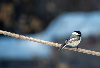 black capped chickadee on a branch in Idaho in winter