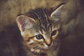 close up portrait of a little kitten. - 325215814
