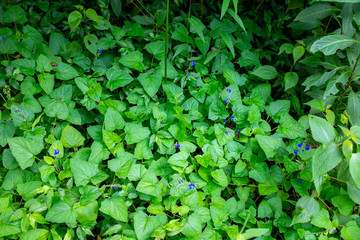 Plants with Many Green Leaves and Small Flowers in Envigado Neighborhood