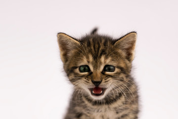 Obraz premium portrait of a cat isolated on white background