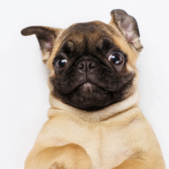Pug puppy on a white background