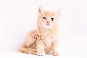 portrait of a cat isolated on white background. Orange cat. Peach cat.