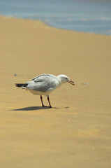 A seagull is standing in profile on a beach. The water's edge is in the background. It has a mollusc in its beak. The sand is smooth and golden in colour.