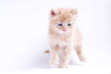 Fototapeta na wymiar portrait of a cat isolated on white background. Orange cat. Peach cat.