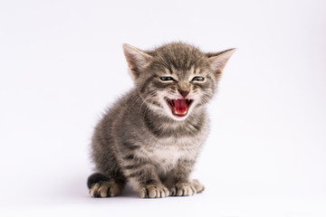 cat on white background. 