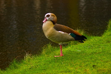 mallard duck standing on green grass next to pond in a public park