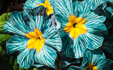 Beautiful early blooming flowers for spring showing rare vivid vibrant colors