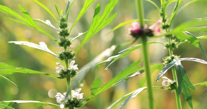 Leonurus sibiricus, Common Motherwort Herb, honeyweed or Siberian motherwort, is an herbaceous plant species native to China, Mongolia, and Siberia. It is used as an alternative to marijuana.