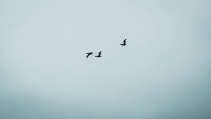 Gaviotas volando juntas