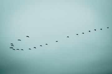Gaviotas volando juntas