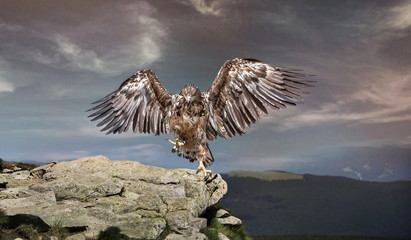 an eagle sits on astone in the mountains