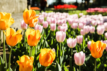 Yellow and rose Tulips