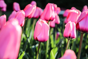 Pink Tulips in Spring