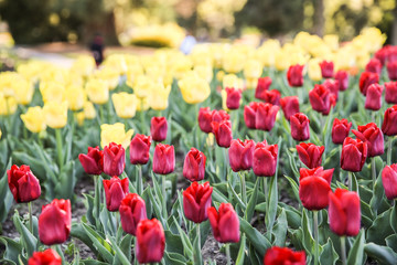 Red Tulip Field